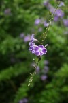 Duranta erecta