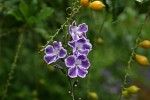 Duranta erecta