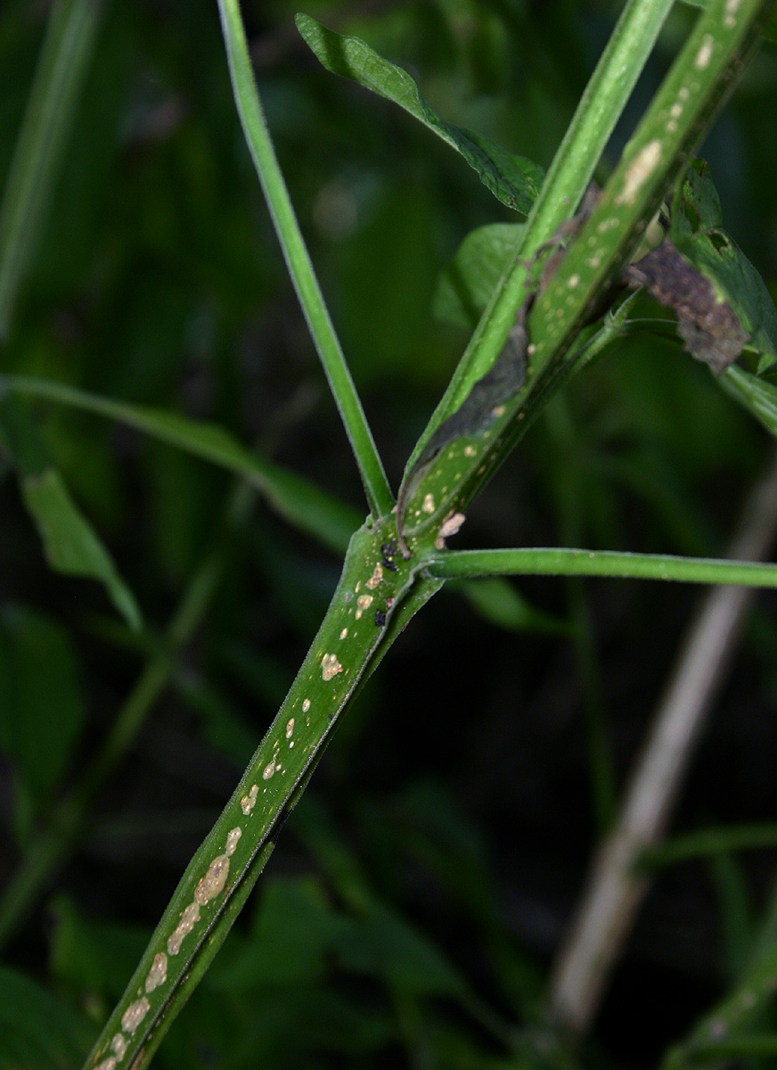 Vitex buchananii