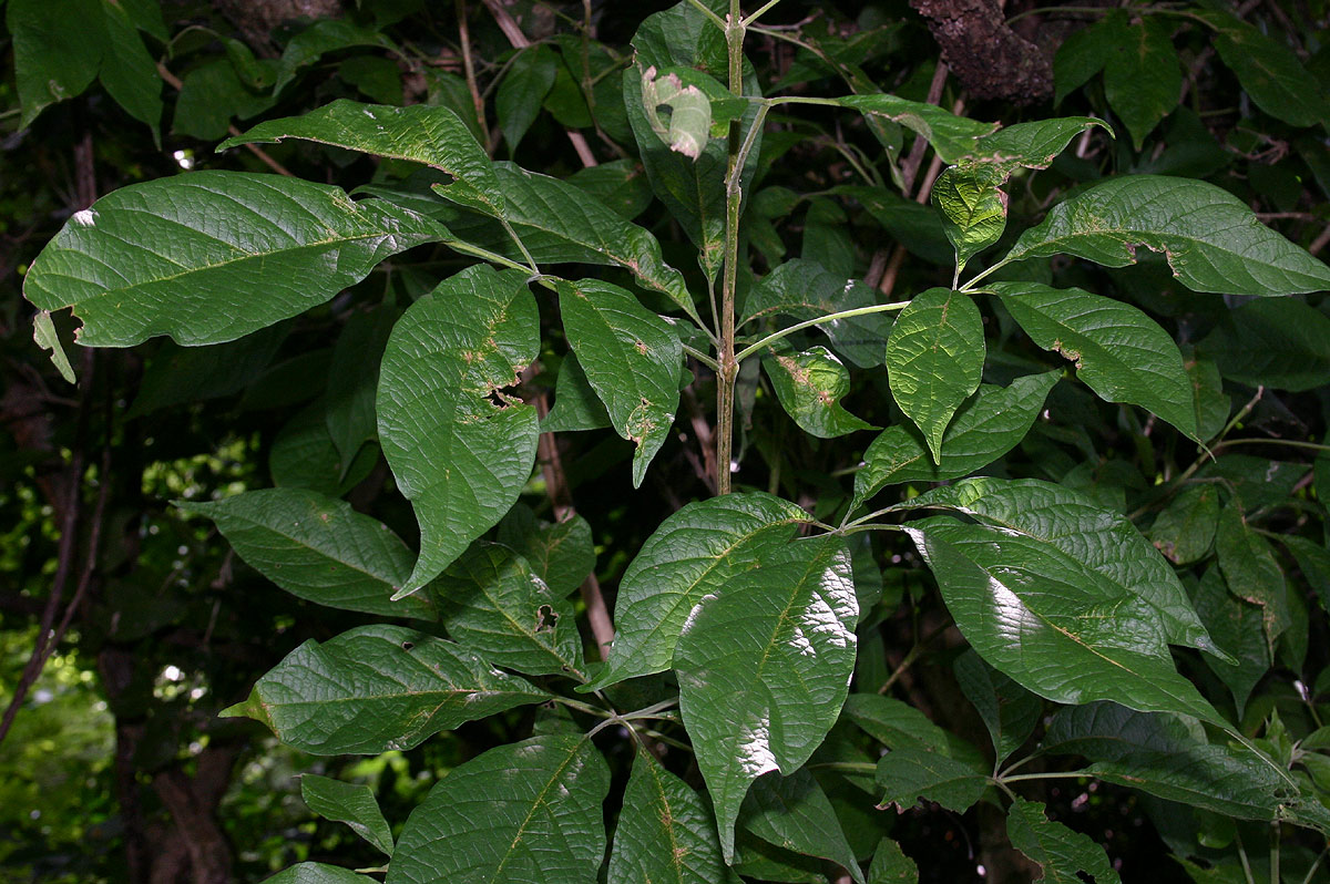 Vitex buchananii