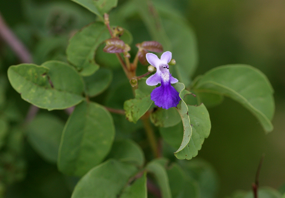 Vitex petersiana