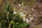 Clerodendrum robustum var. robustum