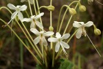 Clerodendrum robustum var. robustum