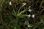 Clerodendrum robustum var. robustum