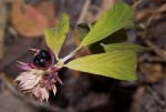 Clerodendrum robustum var. robustum