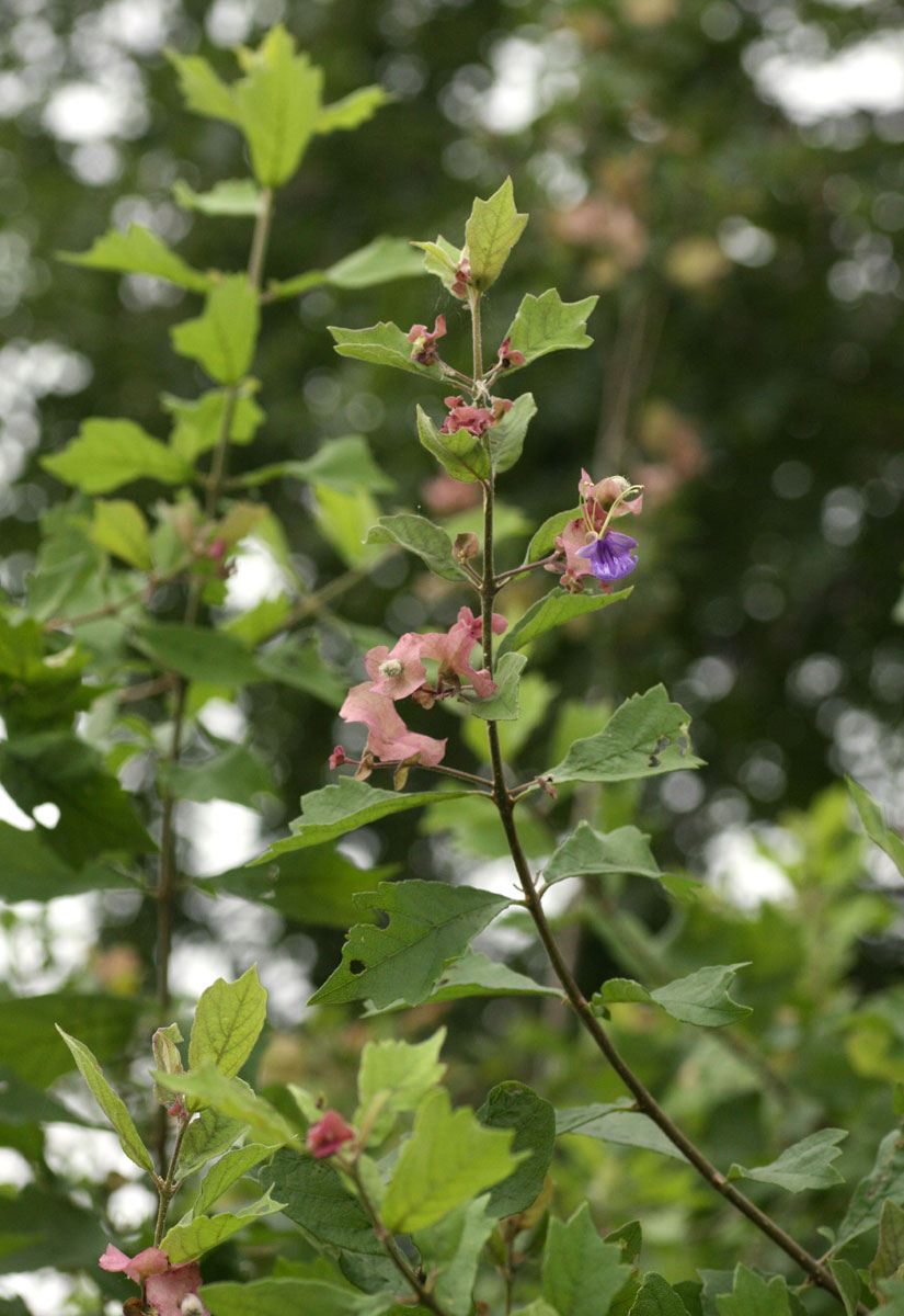 Karomia tettensis