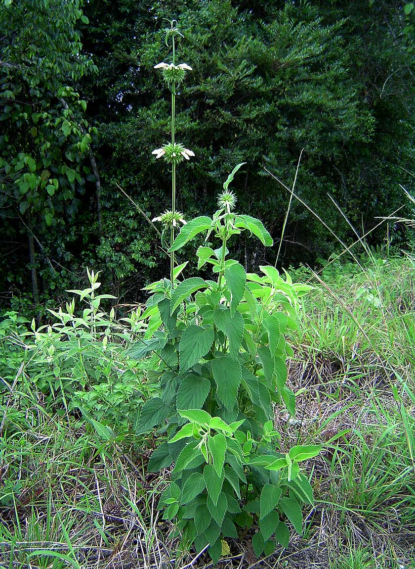 Leonotis ocymifolia var. raineriana