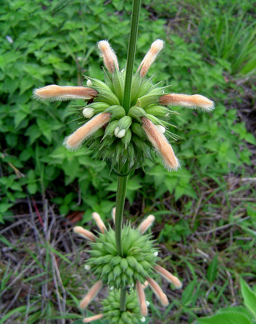 Leonotis ocymifolia var. raineriana