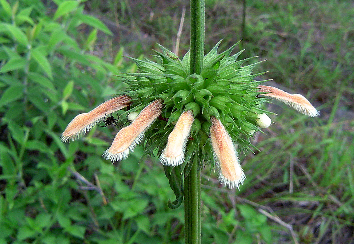 Leonotis ocymifolia var. raineriana