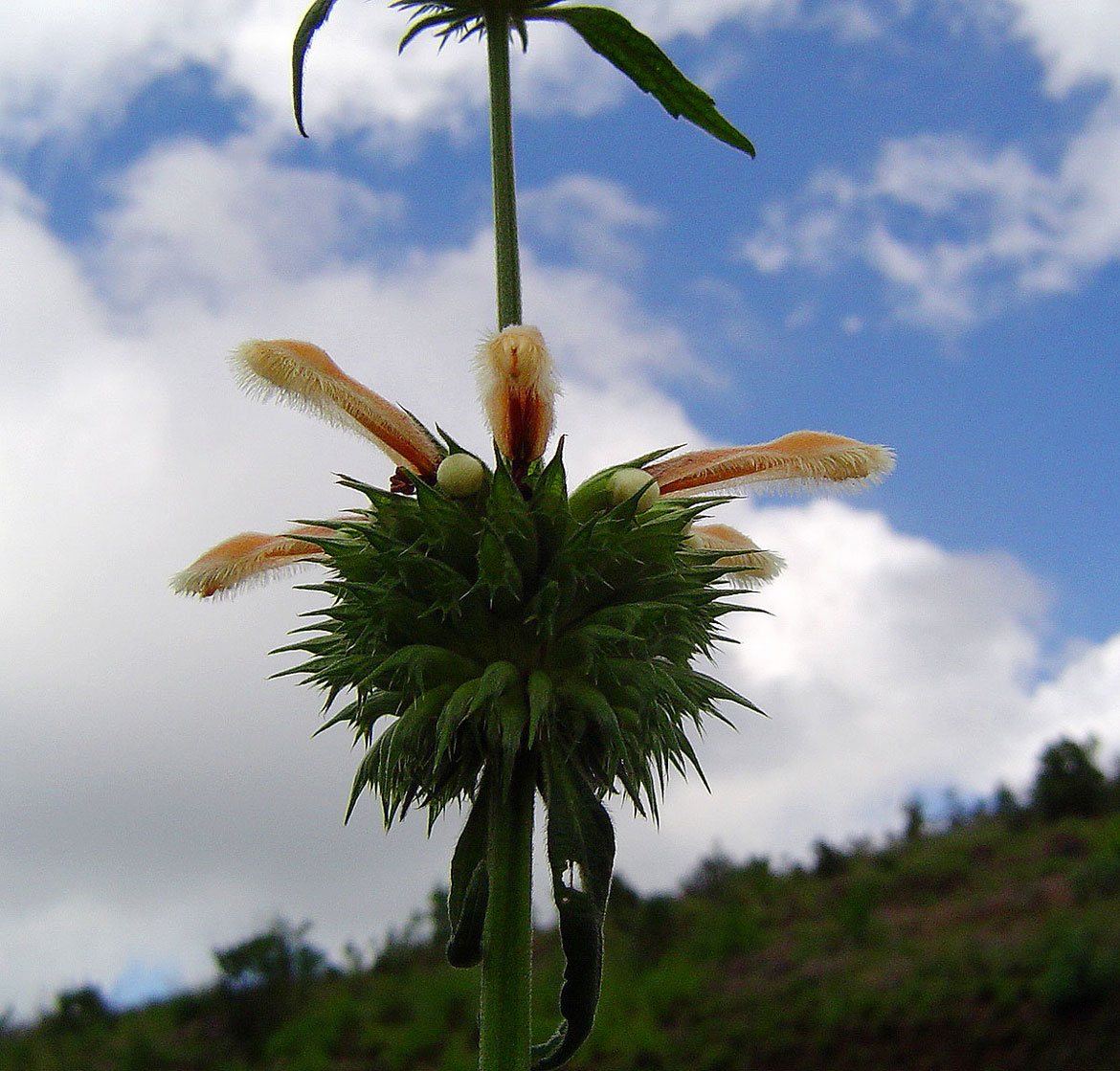 Leonotis ocymifolia var. raineriana