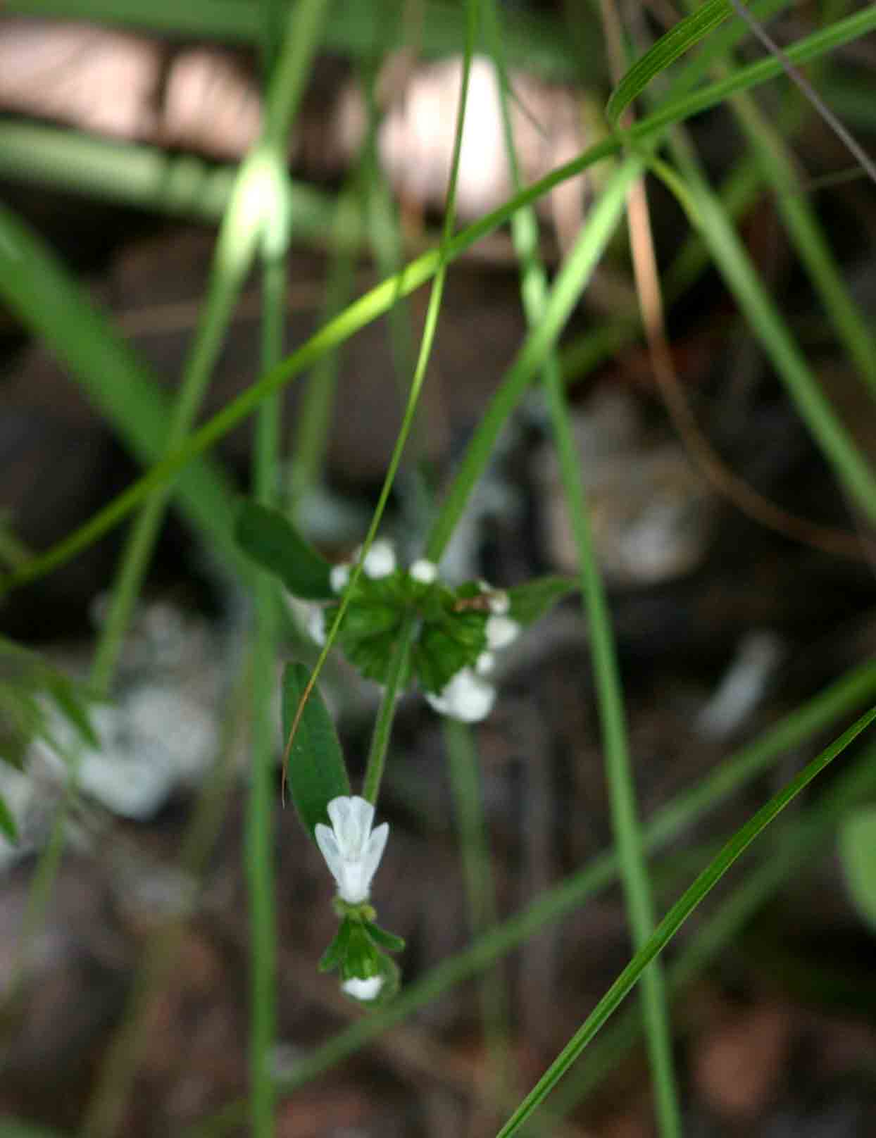 Leucas milanjiana