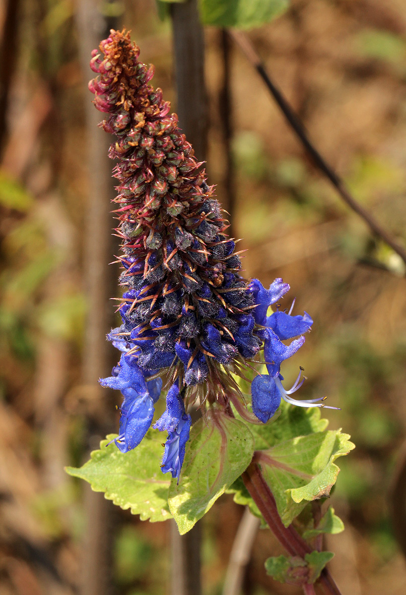 Pycnostachys urticifolia