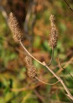 Pycnostachys urticifolia