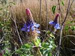 Pycnostachys urticifolia