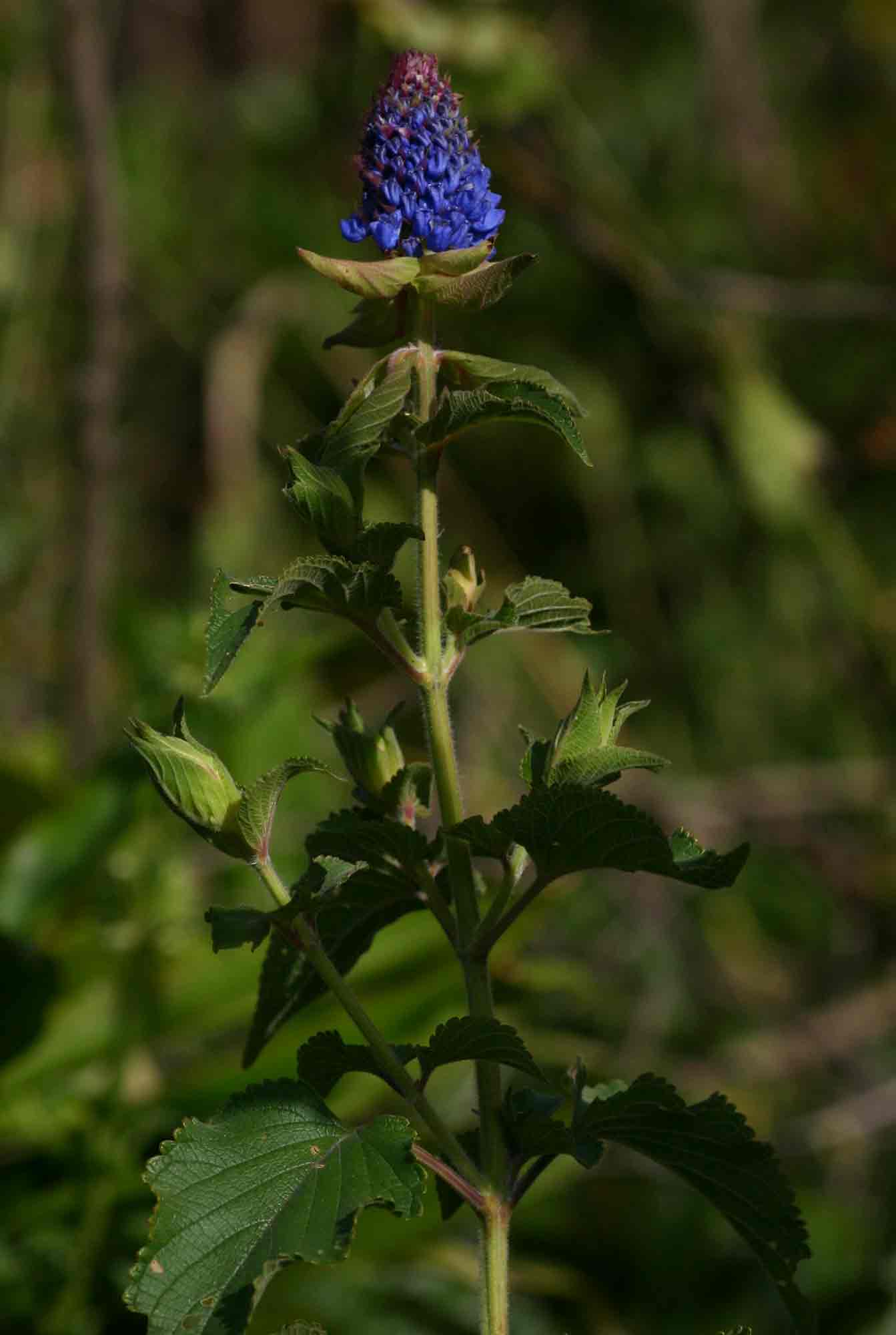 Pycnostachys urticifolia