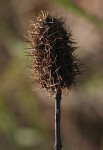 Pycnostachys urticifolia