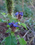 Pycnostachys urticifolia