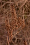 Pycnostachys urticifolia