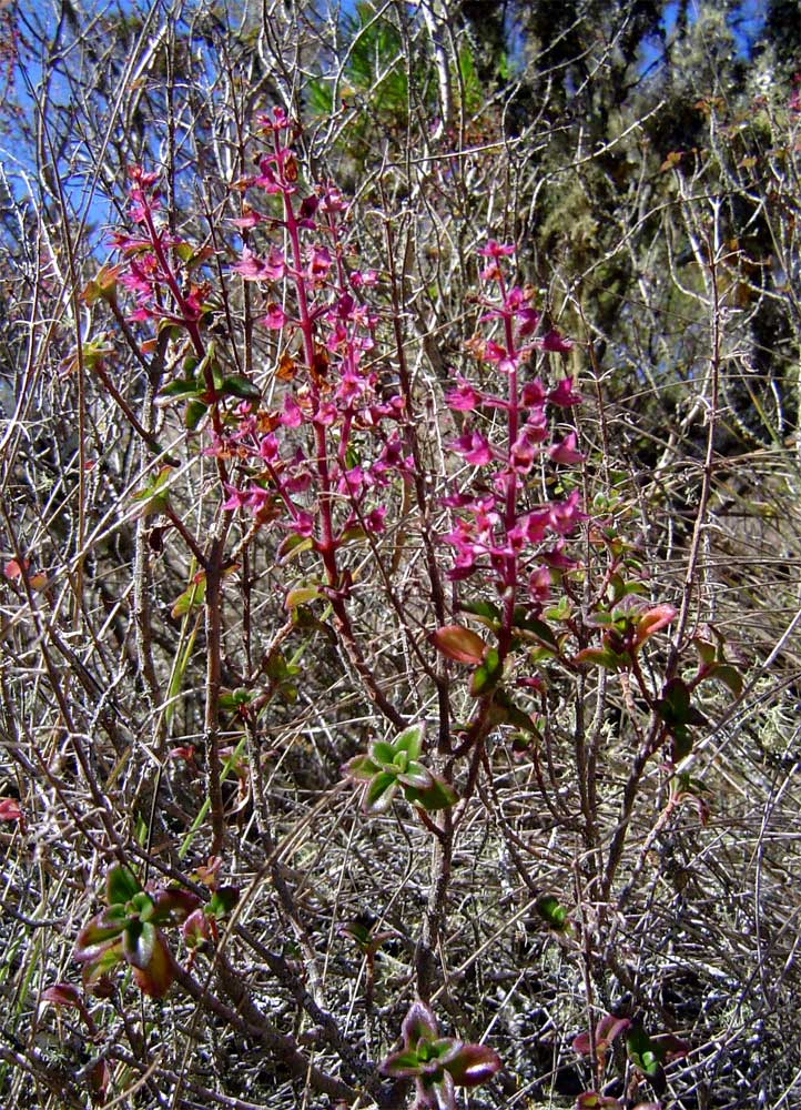 Plectranthus chimanimanensis