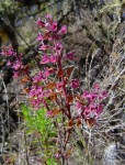 Plectranthus chimanimanensis