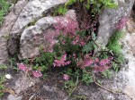 Plectranthus chimanimanensis