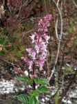 Plectranthus chimanimanensis