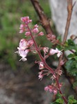 Plectranthus chimanimanensis