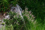 Plectranthus chimanimanensis