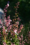 Plectranthus chimanimanensis