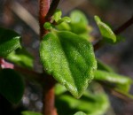 Plectranthus chimanimanensis