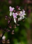 Plectranthus chimanimanensis