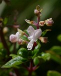 Plectranthus chimanimanensis