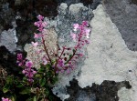 Plectranthus chimanimanensis