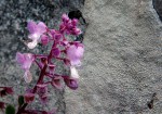 Plectranthus chimanimanensis