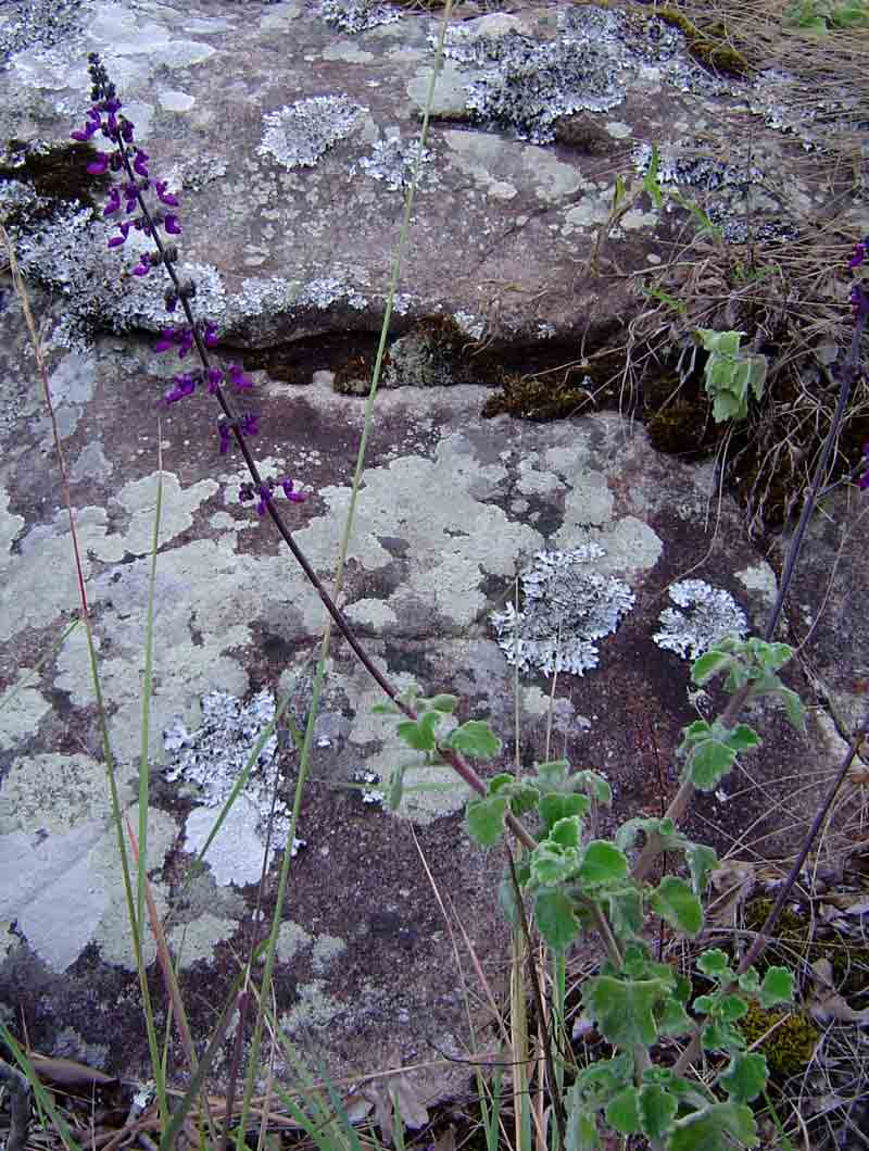 Coleus hadiensis