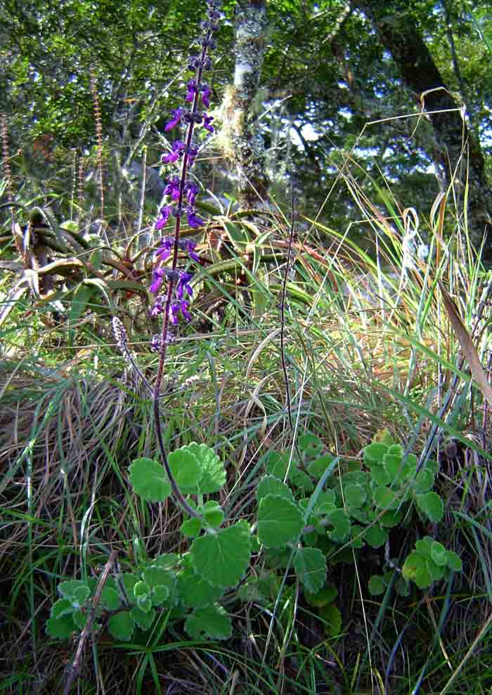 Coleus hadiensis