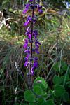 Coleus hadiensis