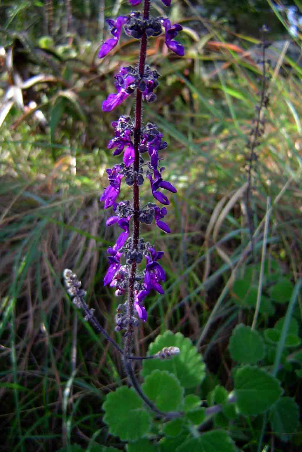 Coleus hadiensis