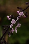 Coleus hadiensis