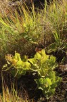 Coleus sessilifolius