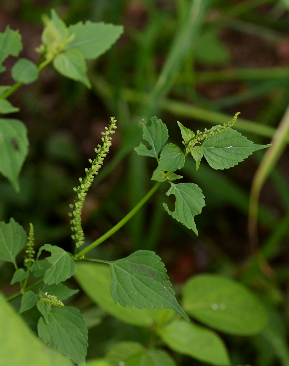 Basilicum polystachyon