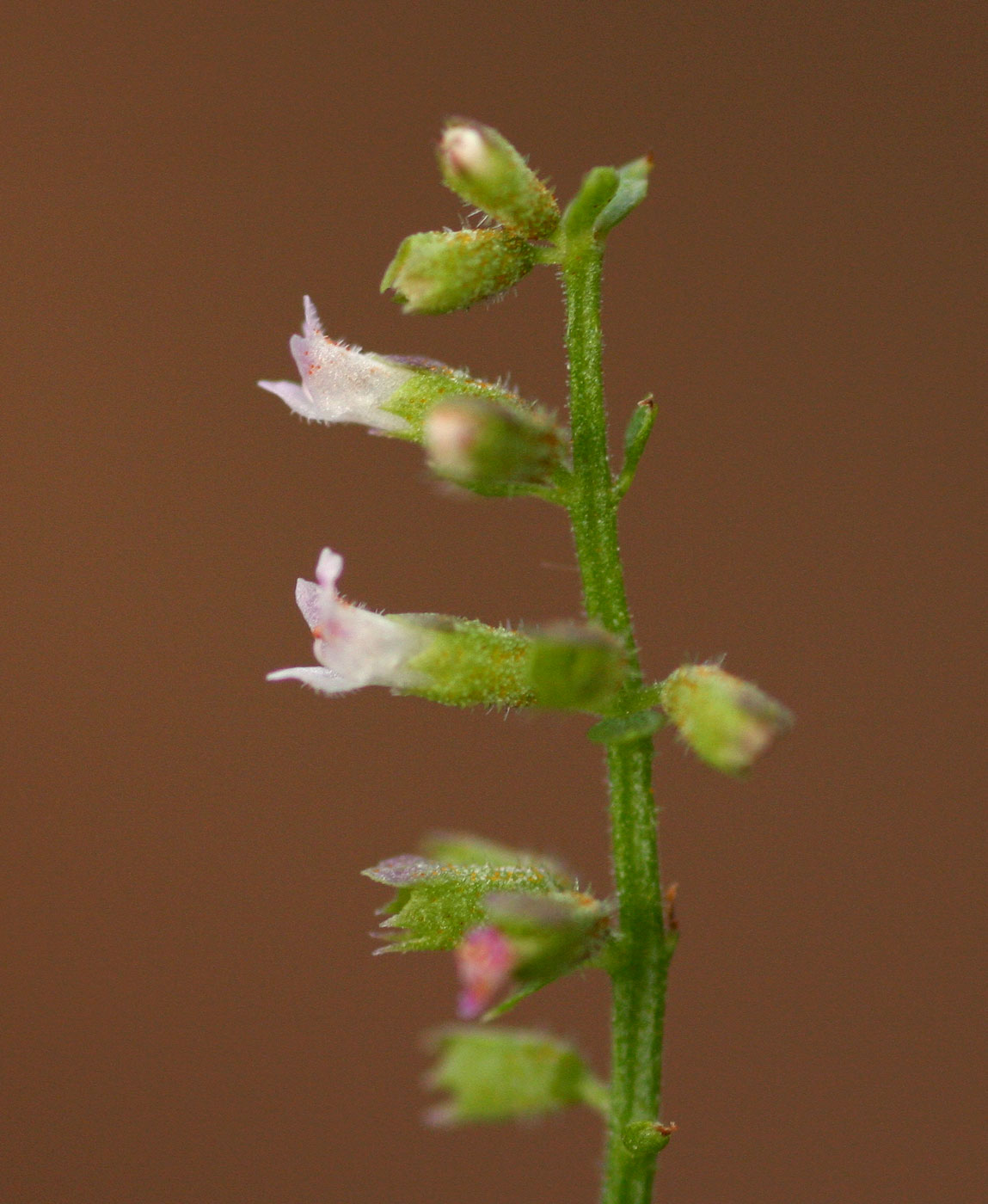 Basilicum polystachyon