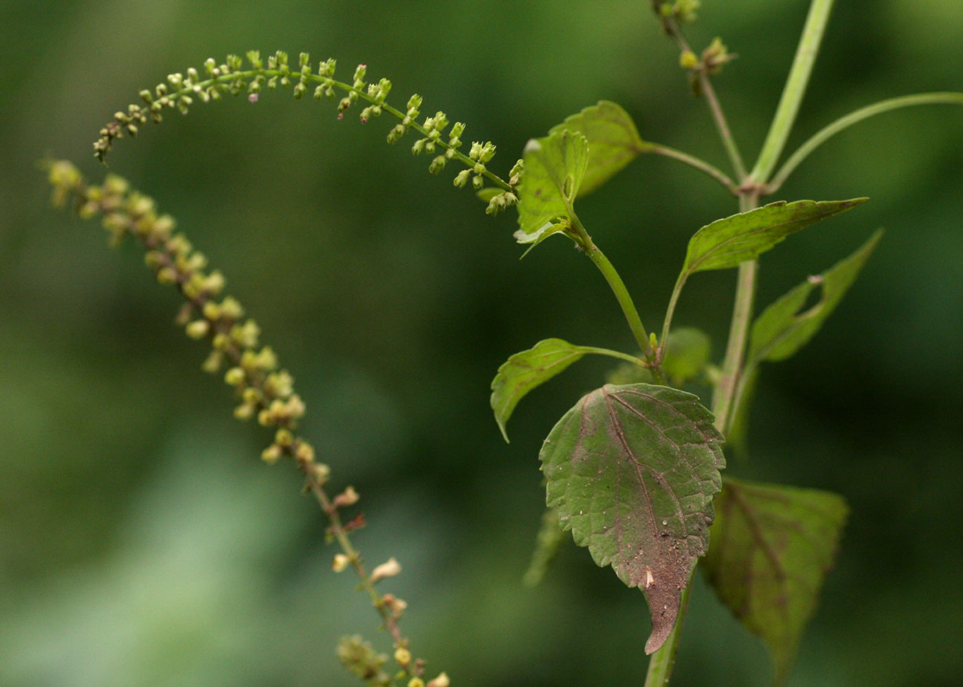 Basilicum polystachyon