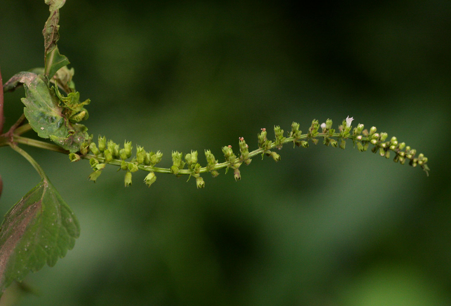 Basilicum polystachyon