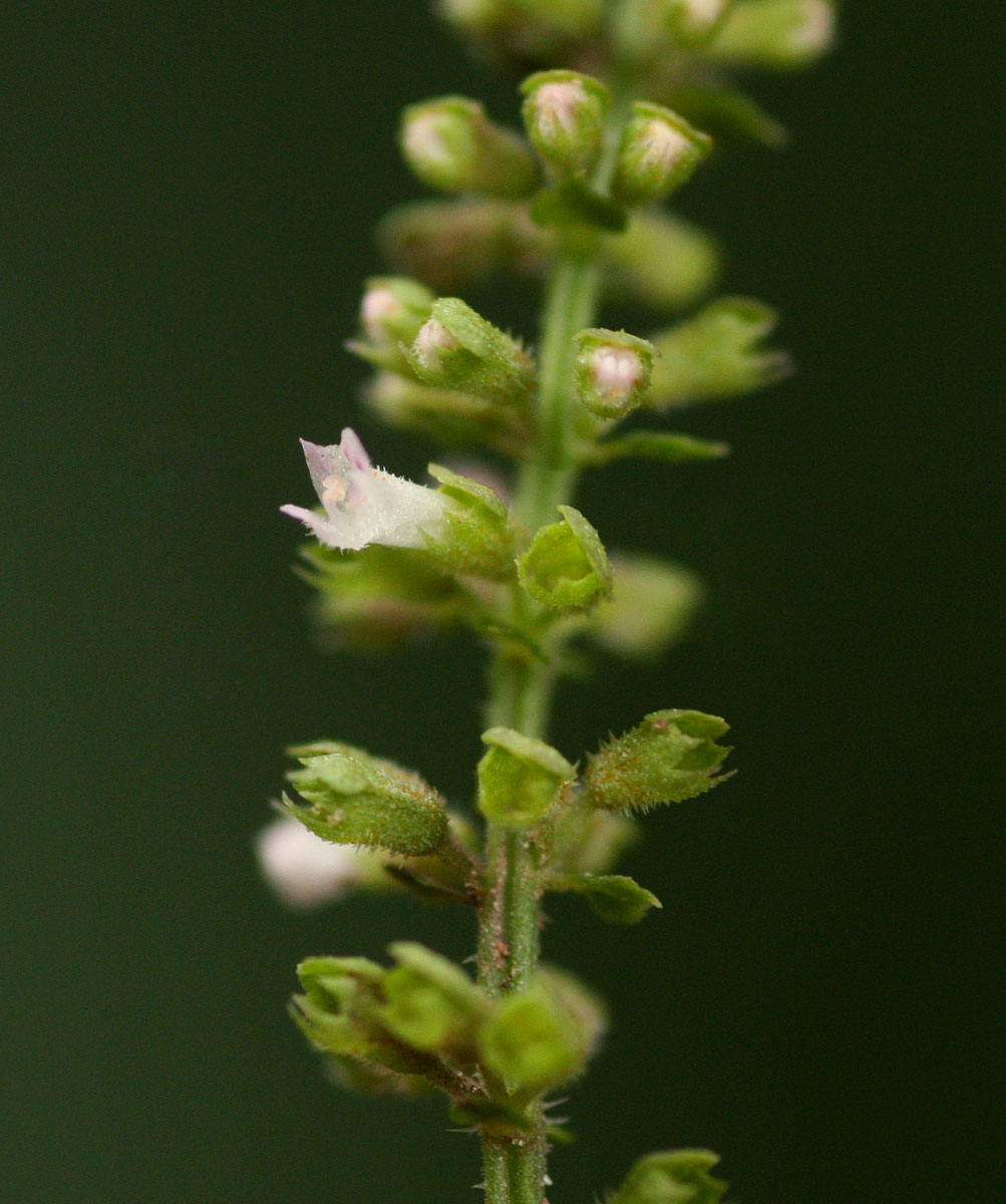 Basilicum polystachyon