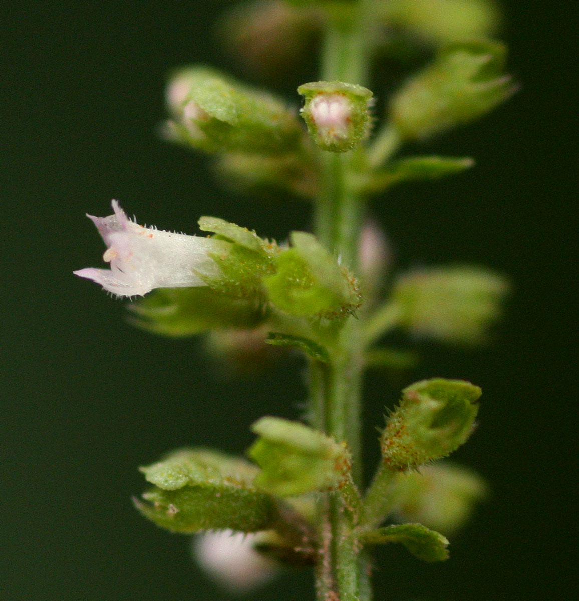 Basilicum polystachyon