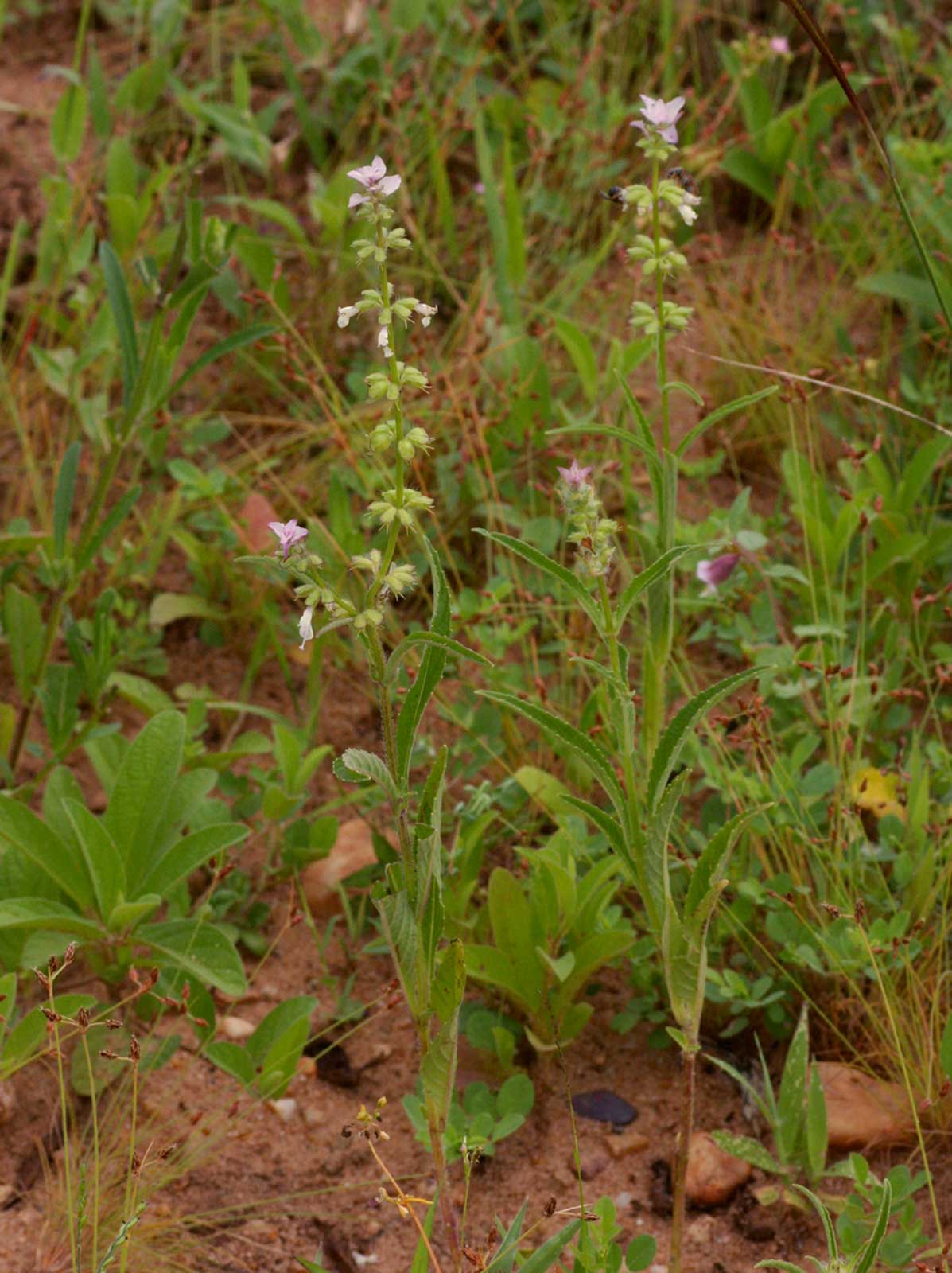 Syncolostemon bracteosus