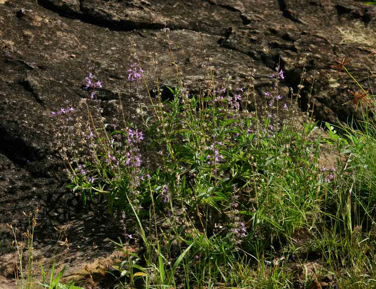 Syncolostemon canescens