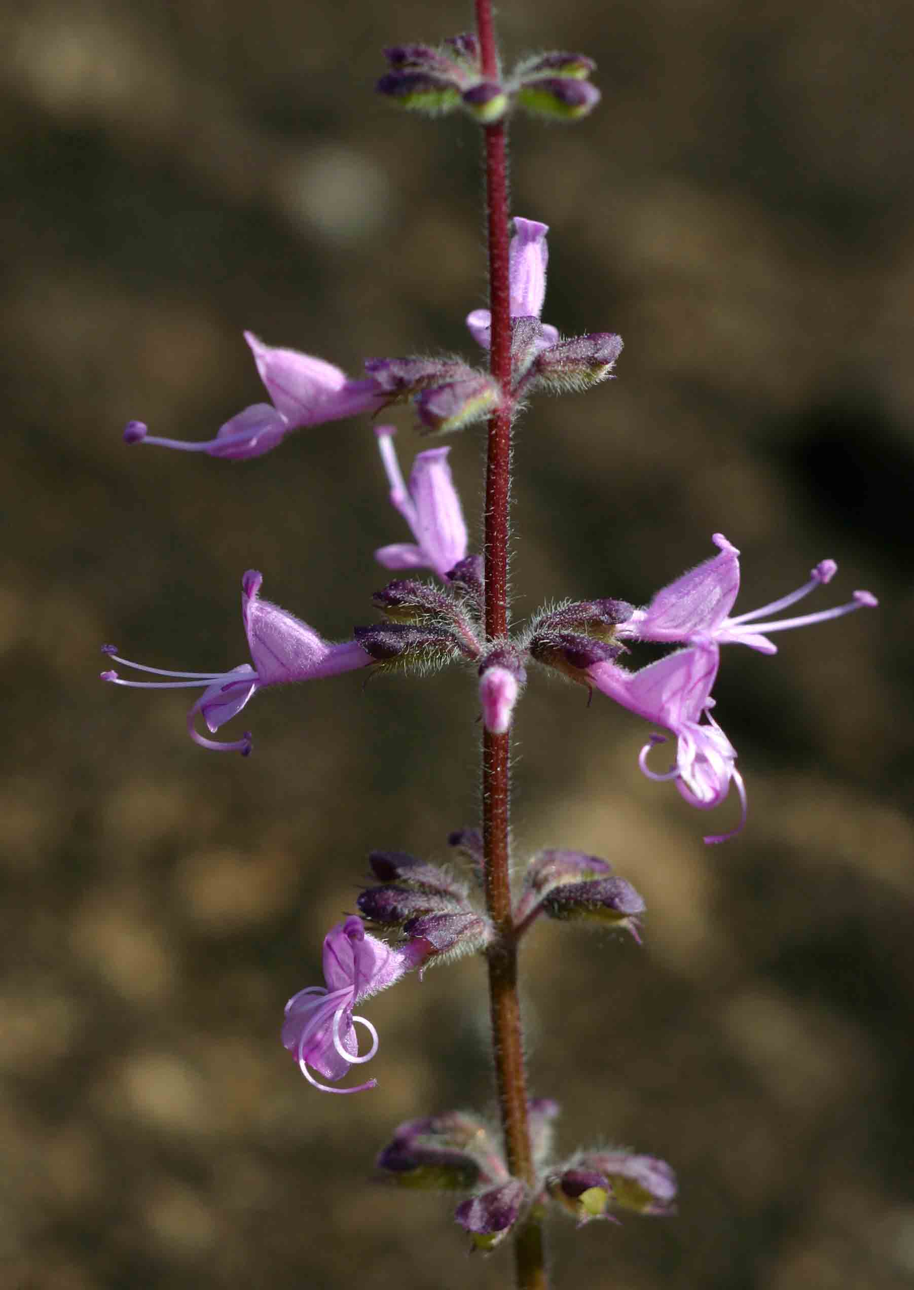 Syncolostemon canescens