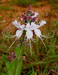 Ocimum obovatum subsp. obovatum var. obovatum